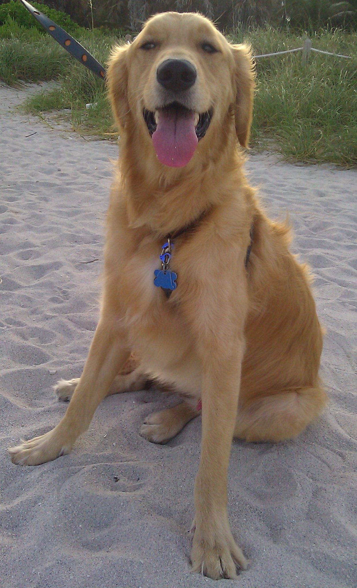 Dog boarding Miami