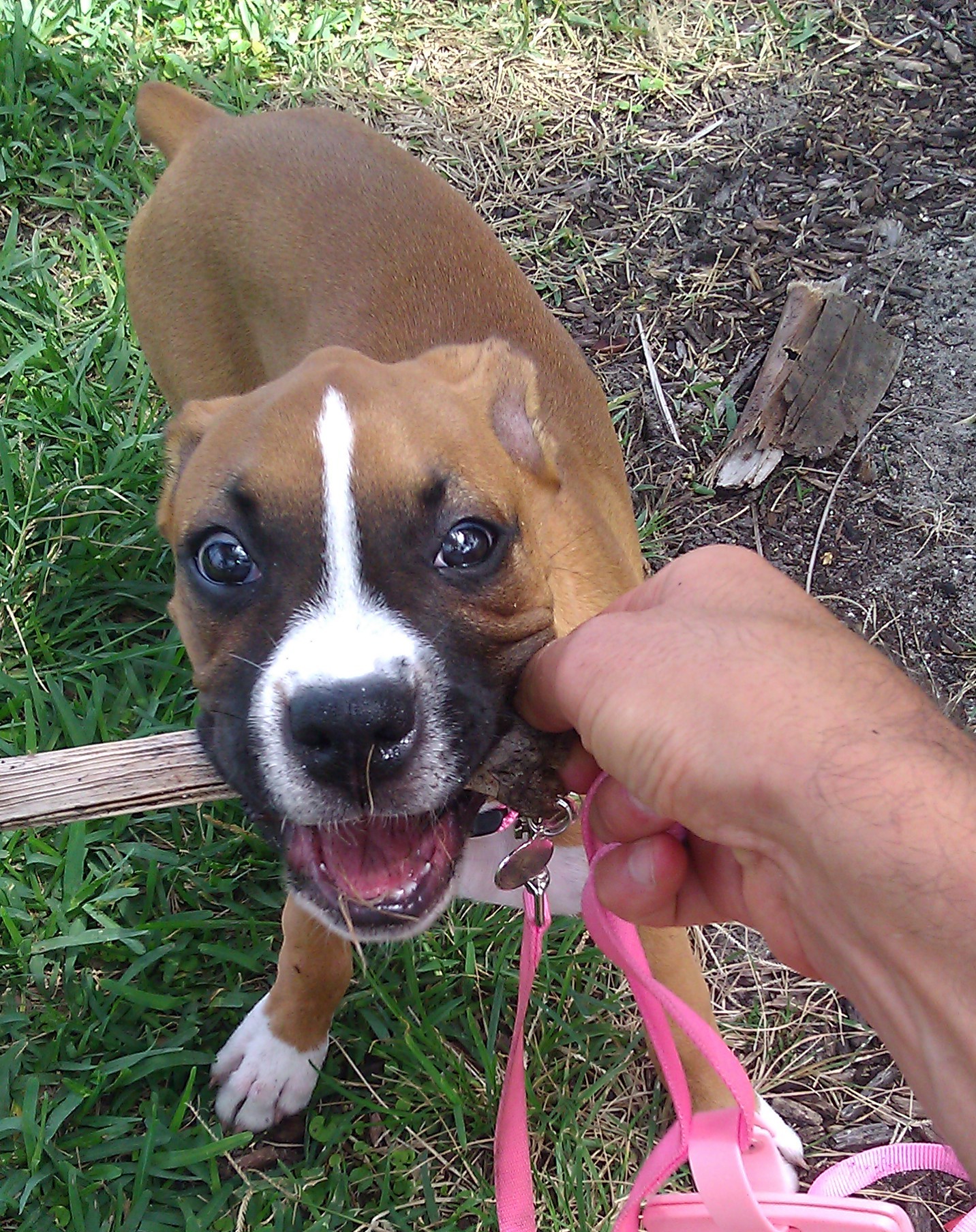 How do I Stop my Dog from Chewing Everything?
