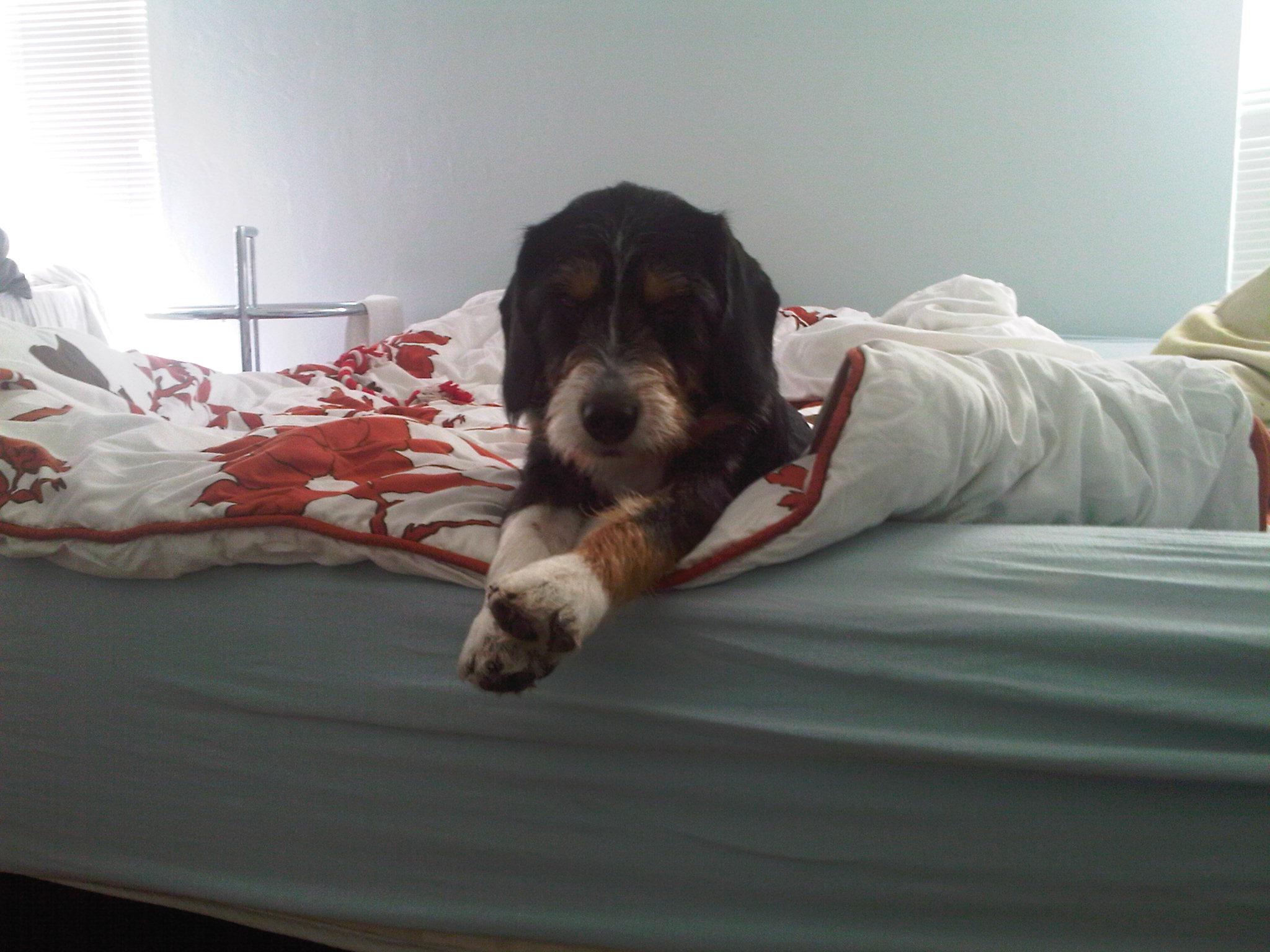 how often should puppies sleep should i let my sleep in my bed how often should puppies sleep should i let my sleep in my bed