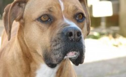 Beautiful Pit Bull