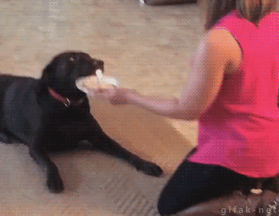 dog training miami