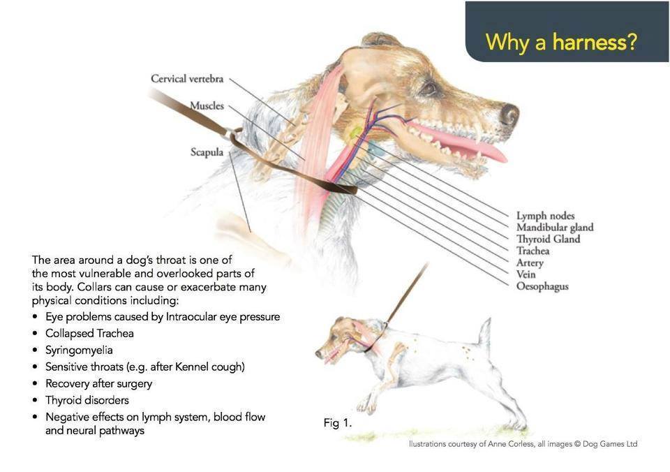 How to Use a Shock Collar Correctly