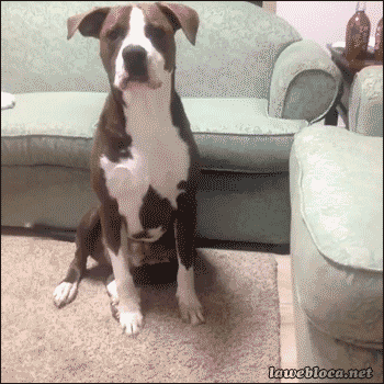 Alright...You Can Have Another Hug Bull dog hugging