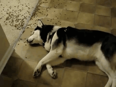 dog dogs eat throw lazy bowl away eating stuffed too gifs funny help fun animals spirit animal signs zodiac things
