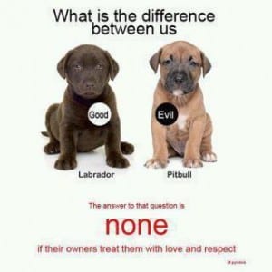 evil dogs miami breed specific legislation irony evil dogs miami breed specific legislation irony