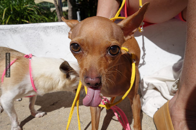 dog training miami florida (45)