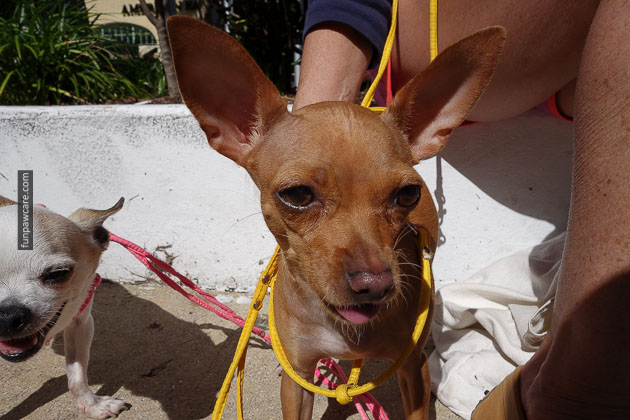 dog training miami florida (42)