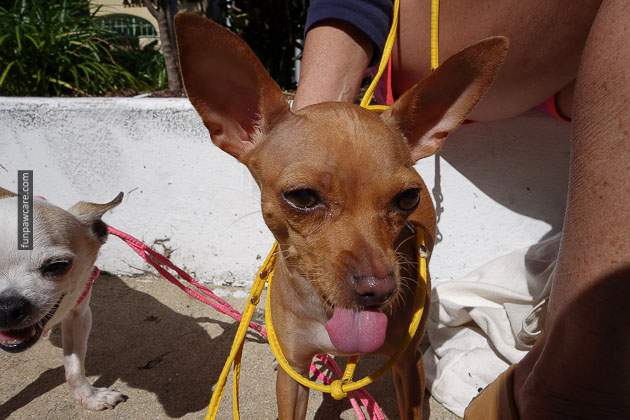 dog training miami florida (41)
