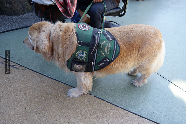 dog training miami florida (30)