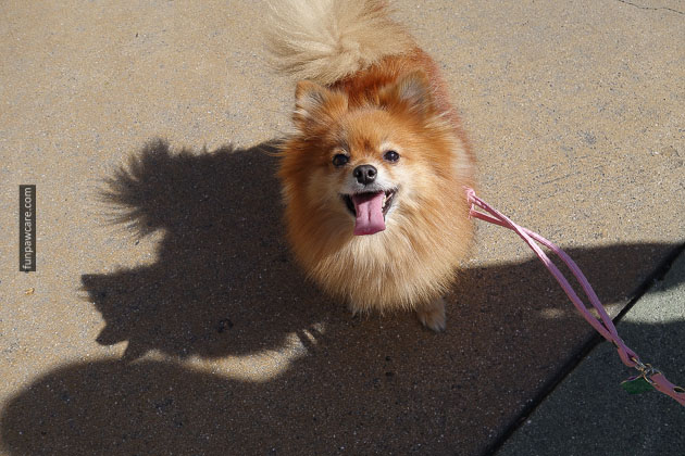 dog training miami florida (19)