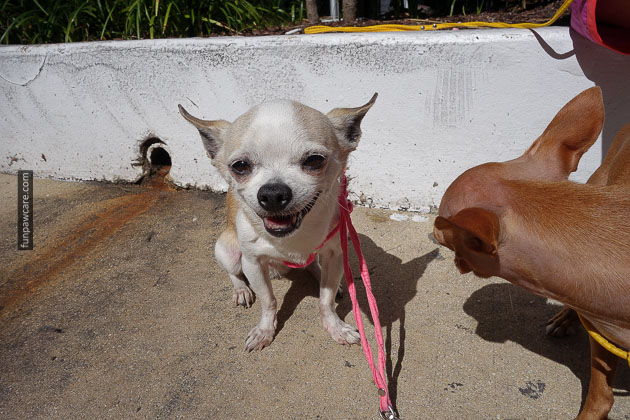 dog training miami florida (48)