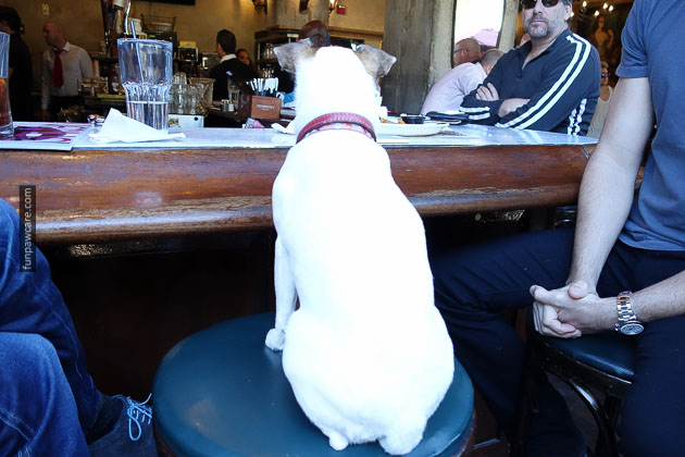 Dog Training Miami Florida (52)