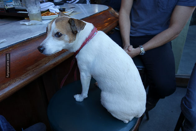 Dog Training Miami Florida (51)
