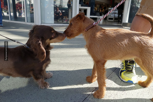 Dog Training Miami Florida (30)