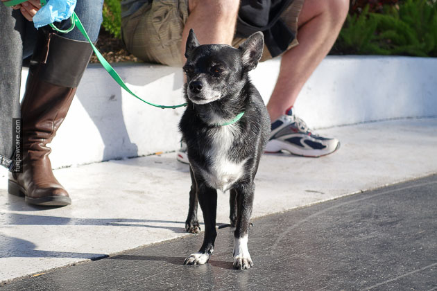 Dog Training Miami Florida (21)