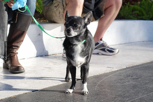 Dog Training Miami Florida (20)