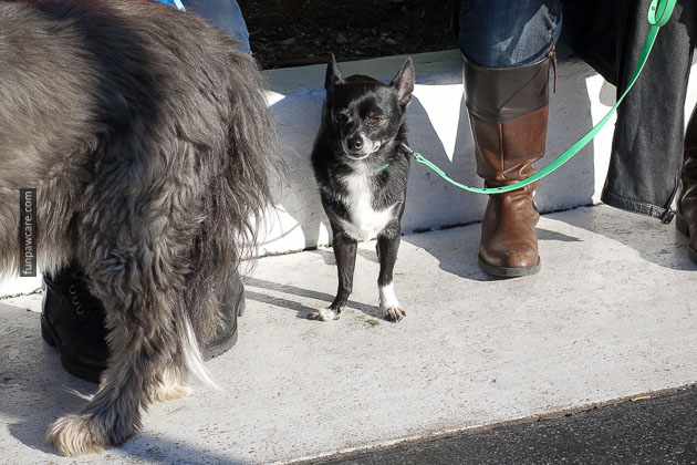 Dog Training Miami Florida (19)