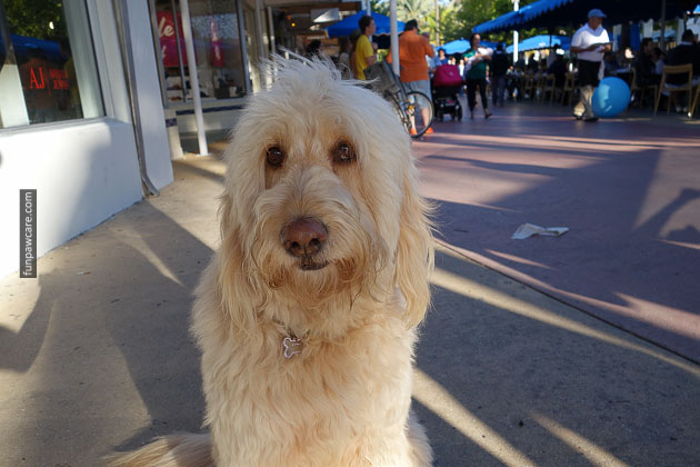 Dog Training Miami Florida (52)