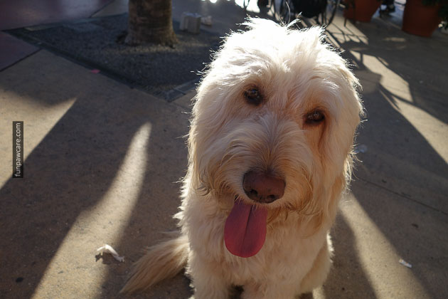 Dog Training Miami Florida (51)