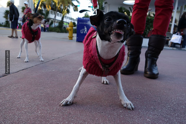 Dog Training Miami Florida (38)