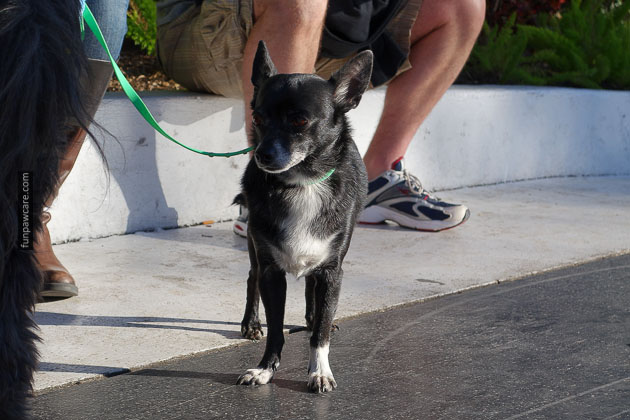 Dog Training Miami Florida (27)