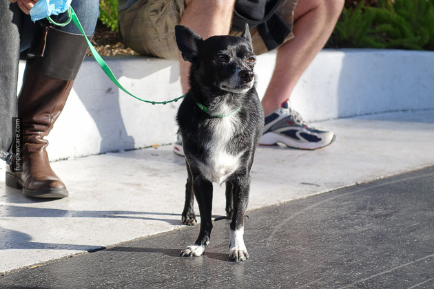 Dog Training Miami Florida (26)