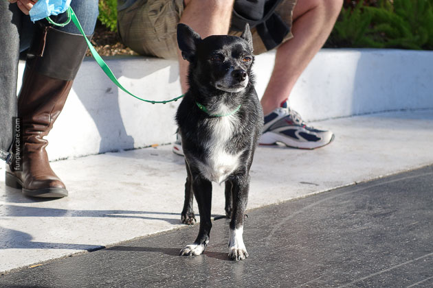 Dog Training Miami Florida (25)