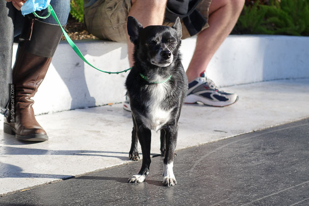 Dog Training Miami Florida (24)