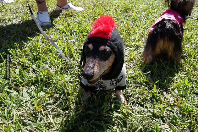 Dog Training in Miami (67)