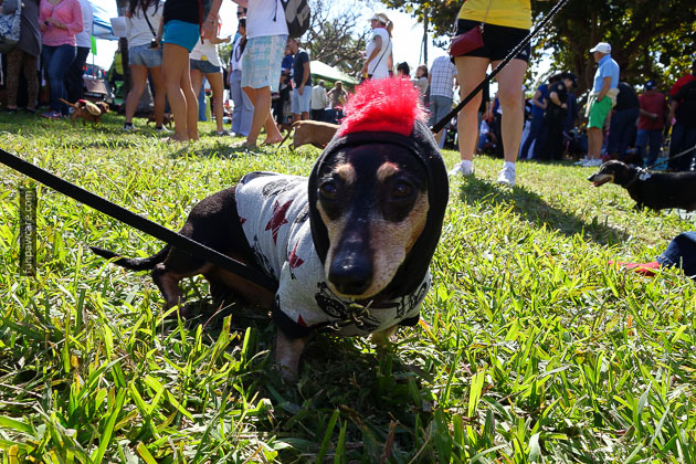 Dog Training in Miami (66)