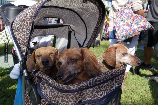 Dog Training in Miami (63)