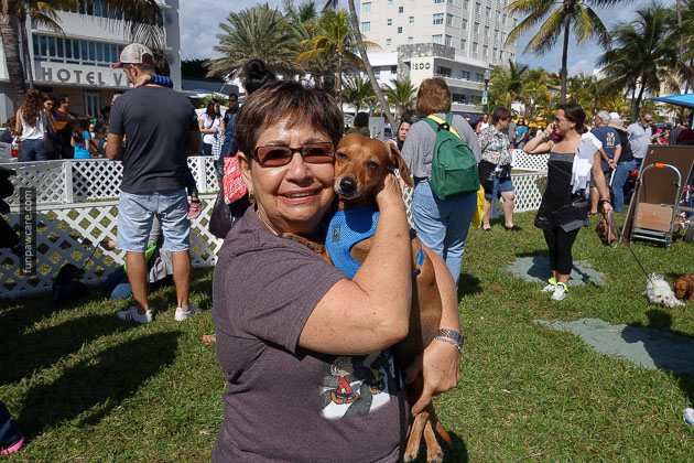 Dog Training in Miami (58)