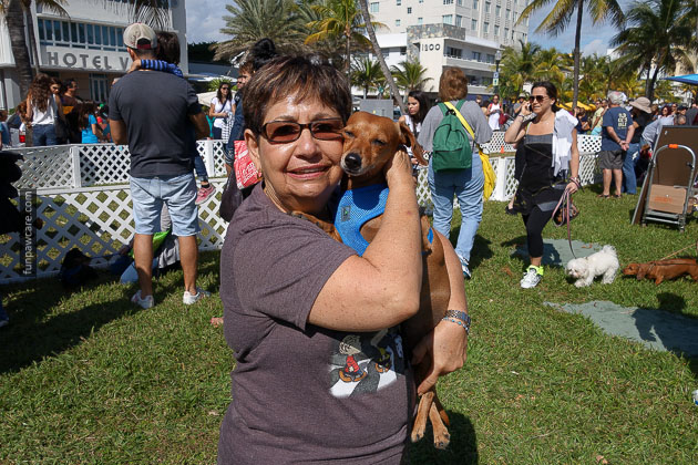 Dog Training in Miami (57)