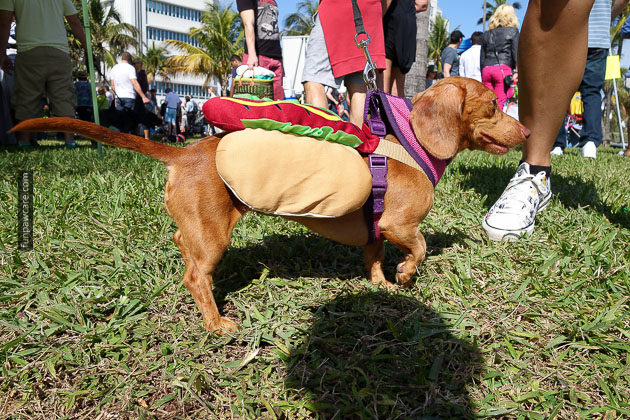 Dog Training in Miami (68)