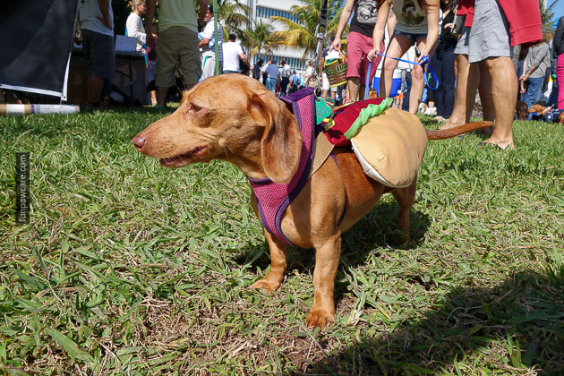 Miami Ok Dog Training Miami Ok Dog Training
