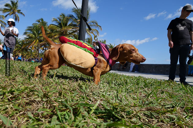 Dog Training In Miami Ok Dog Training In Miami Ok
