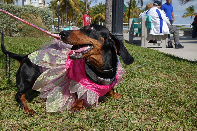 You promise no one from dog training school will recognize me mom?