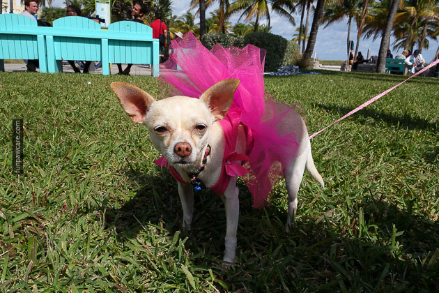 Hey boy! Let me ask you sumphin, does I look purty to you?