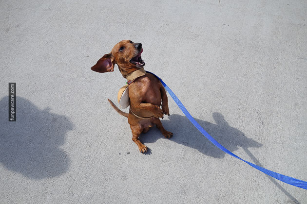 Dog Training in Miami (45)