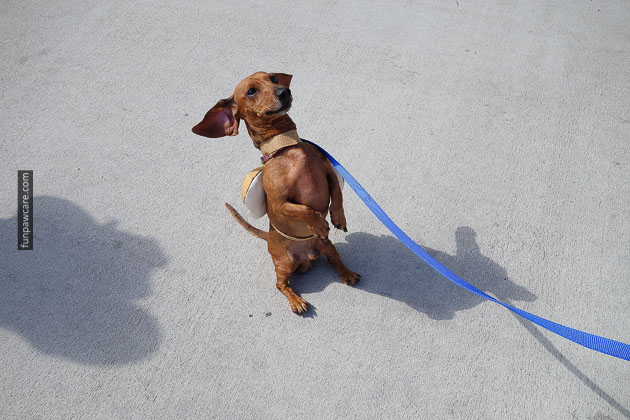 Dog Training in Miami (44)