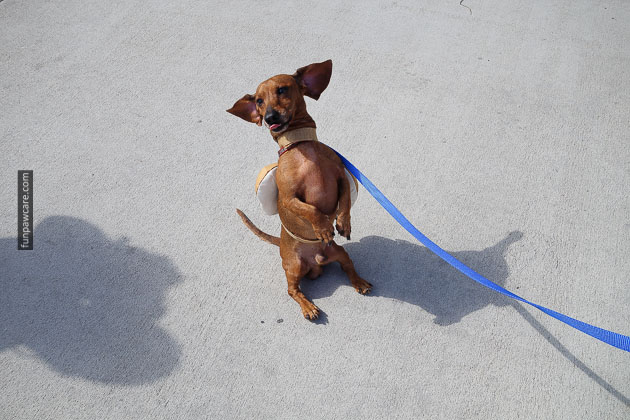 Dog Training in Miami (43)