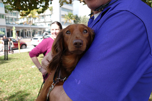 Dog Training in Miami (81)
