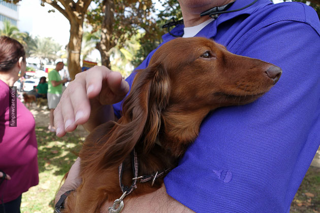 Dog Training in Miami (80)
