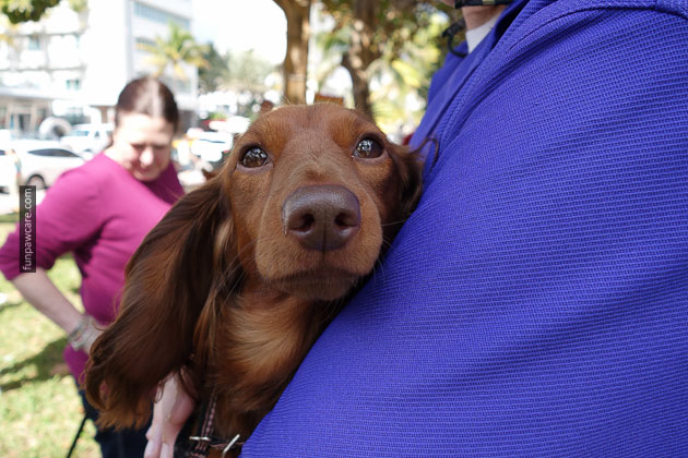 Dog Training in Miami (79)