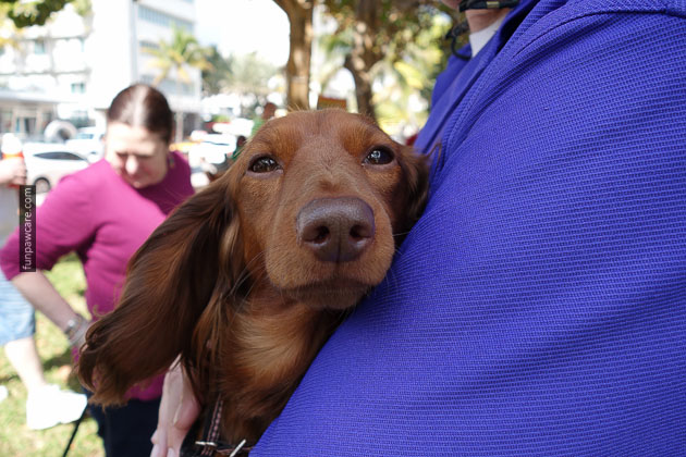 Dog Training in Miami (78)