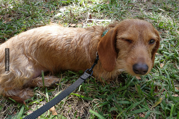 Dog Training in Miami (77)