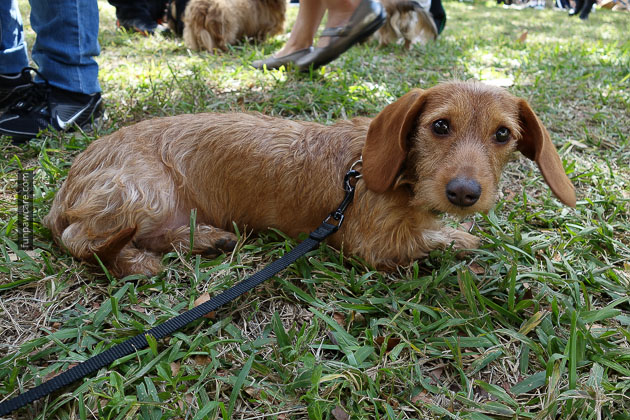 Dog Training in Miami (76)