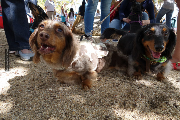 Dog Training in Miami (75)