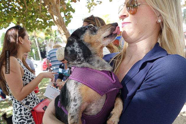 Dog Training in Miami (71)
