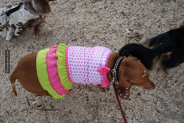 Dog Training in Miami (70)